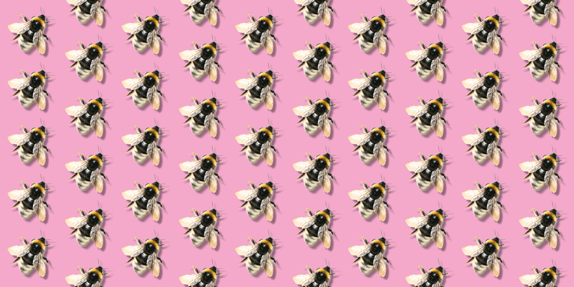 Una guía completa para incorporar el propóleo en tu rutina de cuidado de la piel