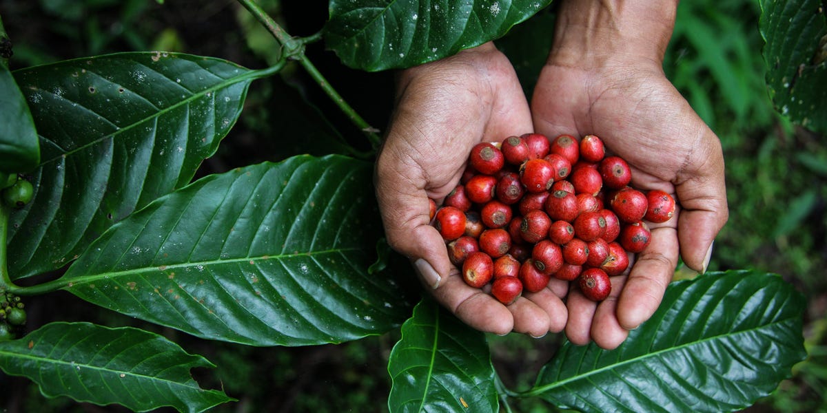 ¿Qué es el café verde? Por qué los beneficios de la pérdida de peso del suplemento no están respaldados por la ciencia