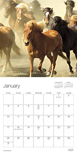 Calendario de caballos 2021 paquete – Deluxe 2021 caballos Mini calendario con más de 100 pegatinas calendario (regalos para amantes de los caballos, suministros de oficina)
