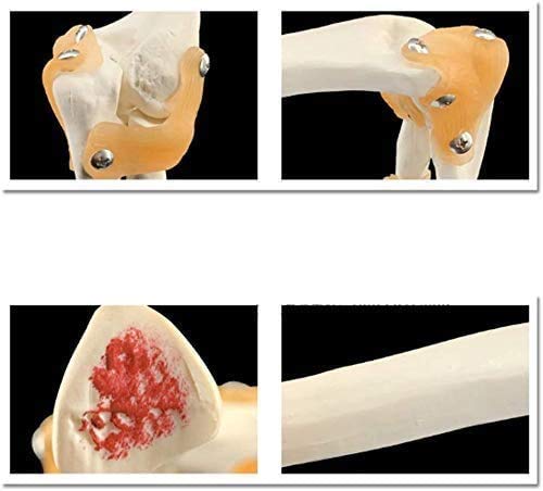 CHHD Modelo de articulación de búsqueda de Esqueleto Humano del Codo Médico, Modelo de Movimiento de la articulación del Codo con el Modelo de legama esquelético