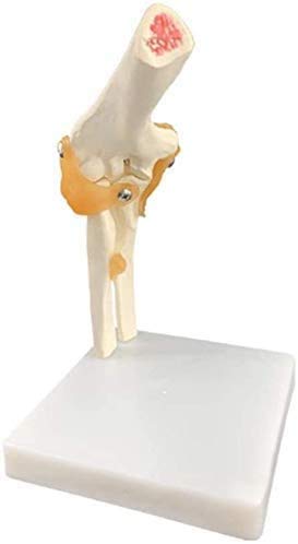 CHHD Modelo de articulación de búsqueda de Esqueleto Humano del Codo Médico, Modelo de Movimiento de la articulación del Codo con el Modelo de legama esquelético