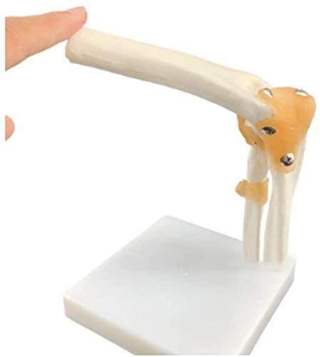 CHHD Modelo de articulación de búsqueda de Esqueleto Humano del Codo Médico, Modelo de Movimiento de la articulación del Codo con el Modelo de legama esquelético