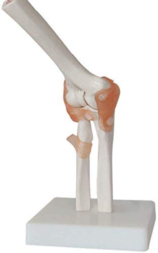 CHHD Modelo de articulación del Codo-Modelo Robusta-búsqueda -Enseñanza de Esqueleto Humano Base-escuela-17 * 14,5 * 24 cm