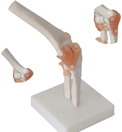 CHHD Modelo de articulación del Codo-Modelo Robusta-búsqueda -Enseñanza de Esqueleto Humano Base-escuela-17 * 14,5 * 24 cm