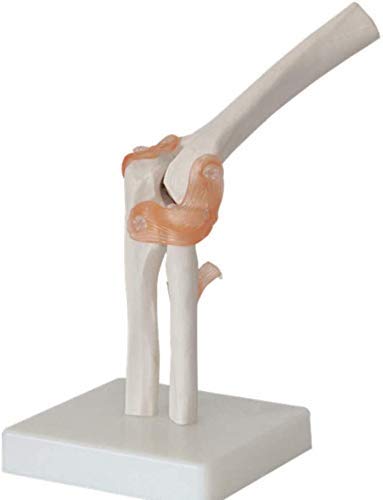 CHHD Modelo de articulación del Codo-Modelo Robusta-búsqueda -Enseñanza de Esqueleto Humano Base-escuela-17 * 14,5 * 24 cm