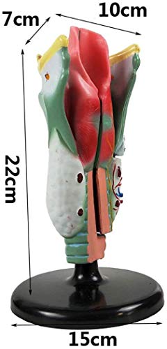 CHHD Modelo de enseñanza Modelo anatómico de la Garganta, amplificación del Modelo de anatomía Humana, búsqueda de Garganta Esqueleto de anatomía