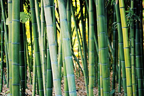 Plantillas anti hongos con bambú, Alumbre y Carbón Vegetal, Plantillas Zapatos Hombre Mujer indicadas para Pie de Atleta Micosis y Mal Olor, Recortables a Medida, Todas las Tallas