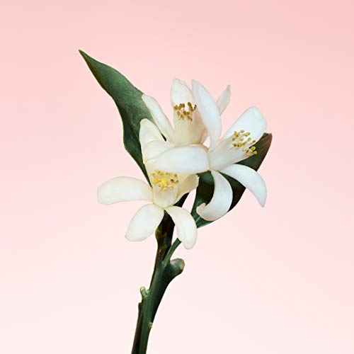 Calvin Klein, Agua de colonia para mujeres - 100 ml.