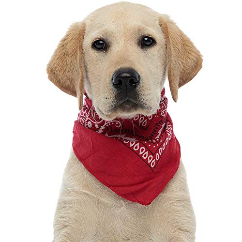 UBERMing Pañuelo para la cabeza para hombre y mujer, 100 % algodón, 6 unidades, con estampado de cachemira original y cachemira, 54 x 54 cm, pañuelo para la cabeza, bufanda, pañuelo cuadrado