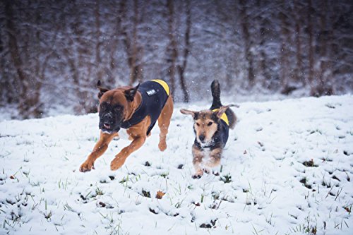 Julius-K9 Chaqueta de neopreno para perro IDC, Talla M, Negro/Amarillo