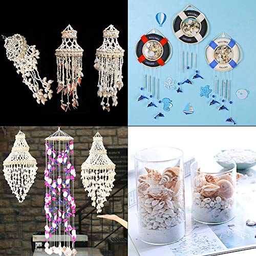 NBEADS 450 Piezas/Caja Látigo de Papaya Cáscara de Espiral Mixta Cuentas de Concha de Mar Artesanía de Concha de Vaquera para Collar, Gargantilla, Pulseras Y Joyería de Moda Inspirada En África