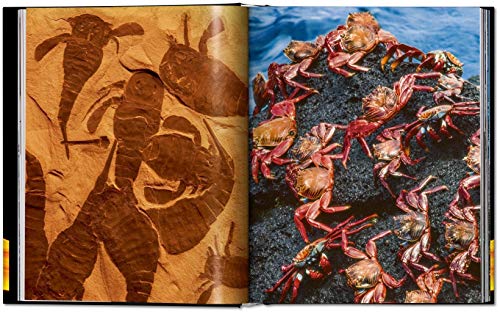 Frans Lanting. LIFE: A journey through time