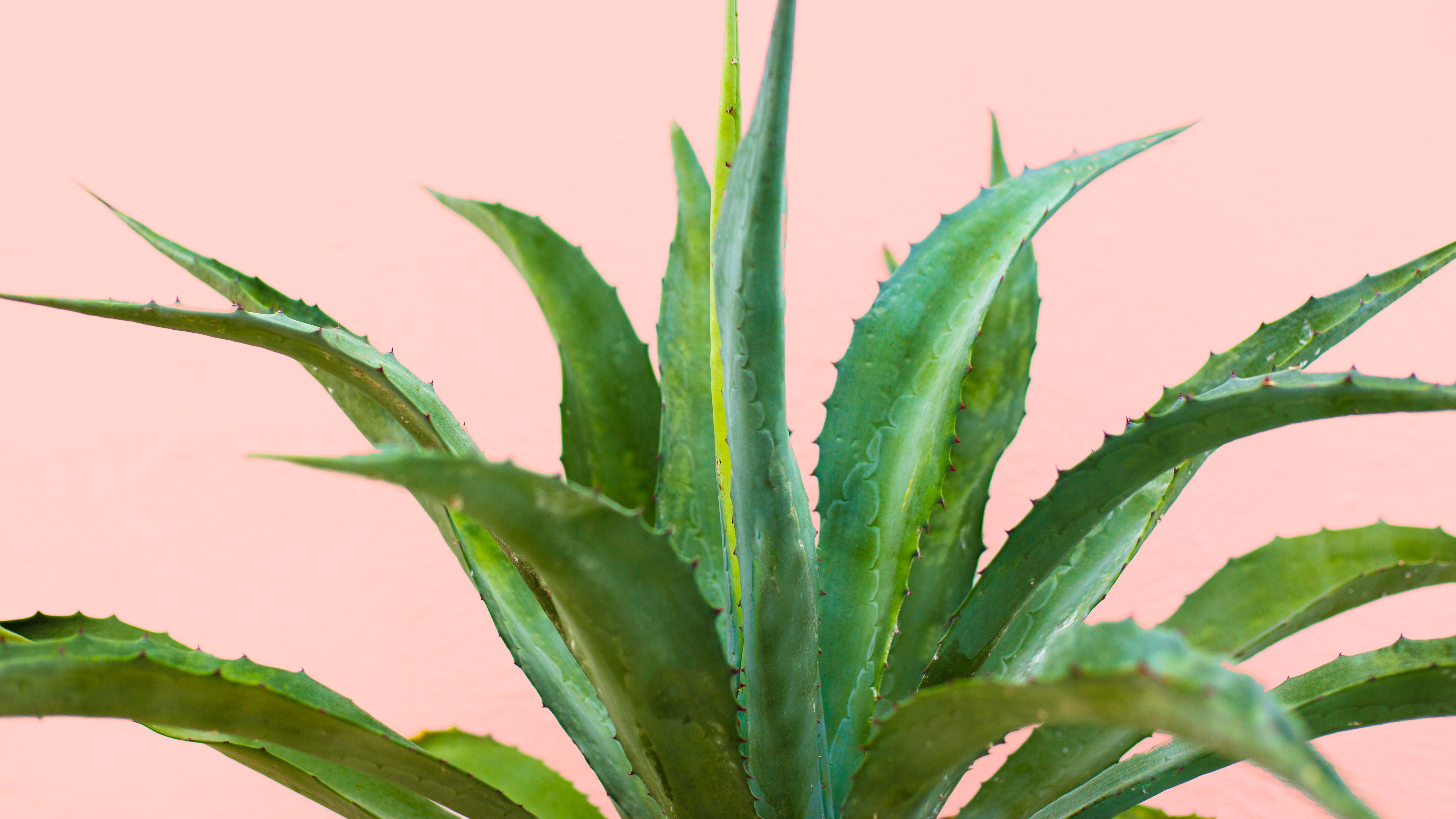 El aloe vera es más que un calmante para las quemaduras solares