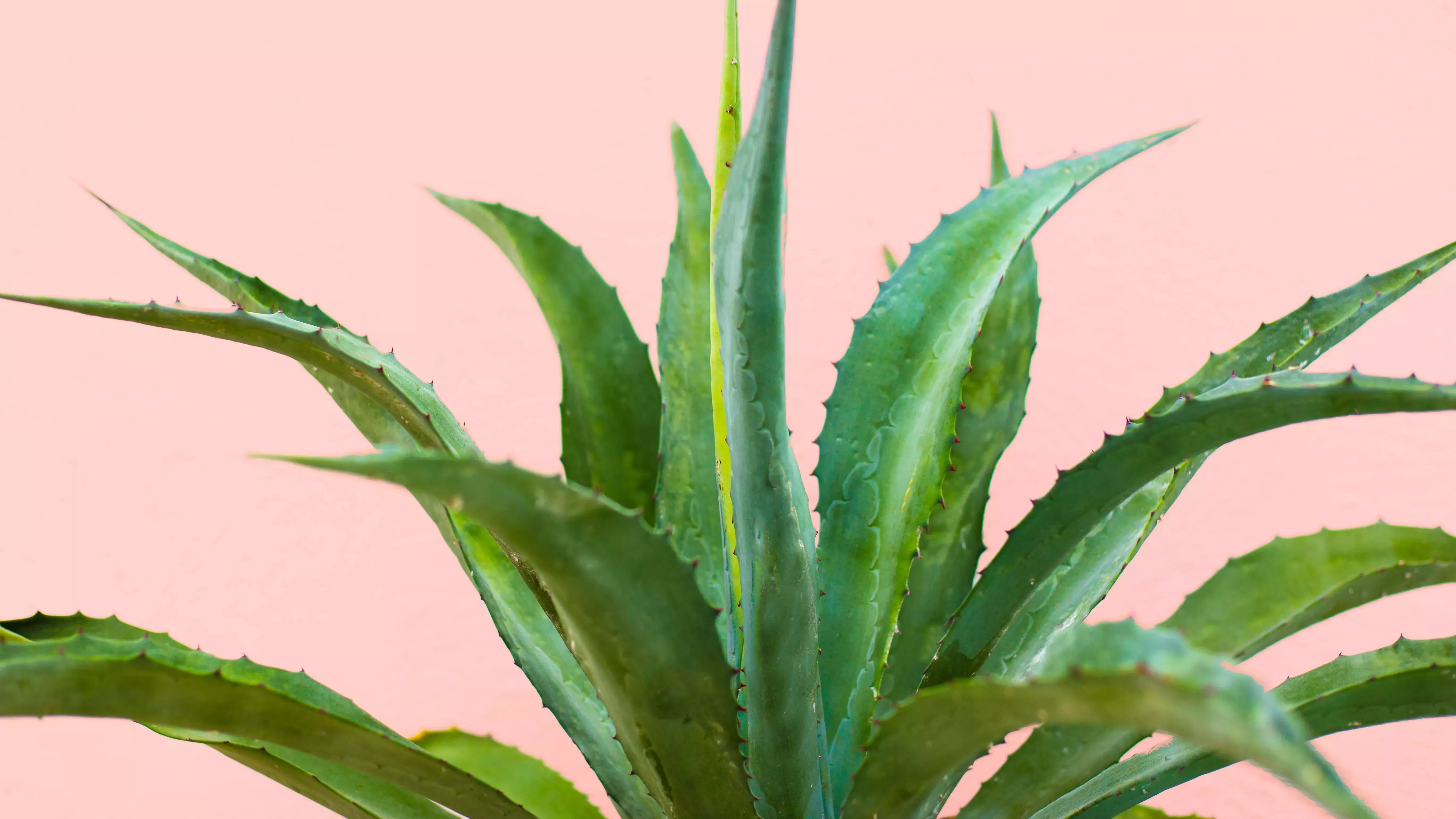 El aloe vera es más que un calmante para las quemaduras solares