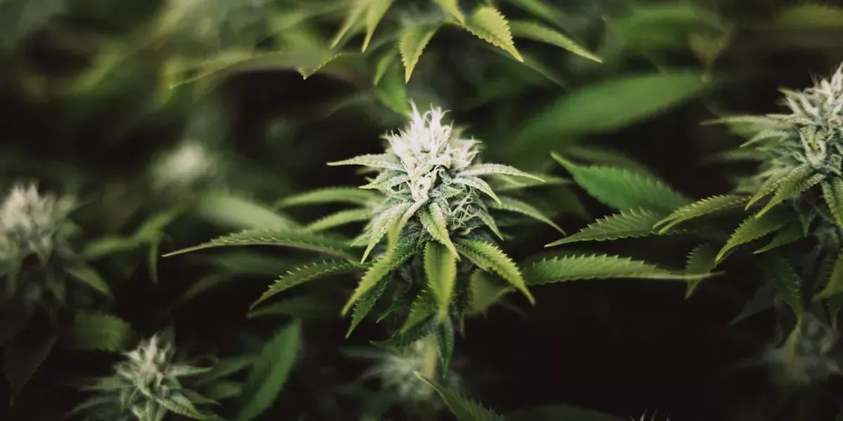 ¿Qué son los terpenos? Cómo pueden influir estos compuestos del cannabis en tu subidón