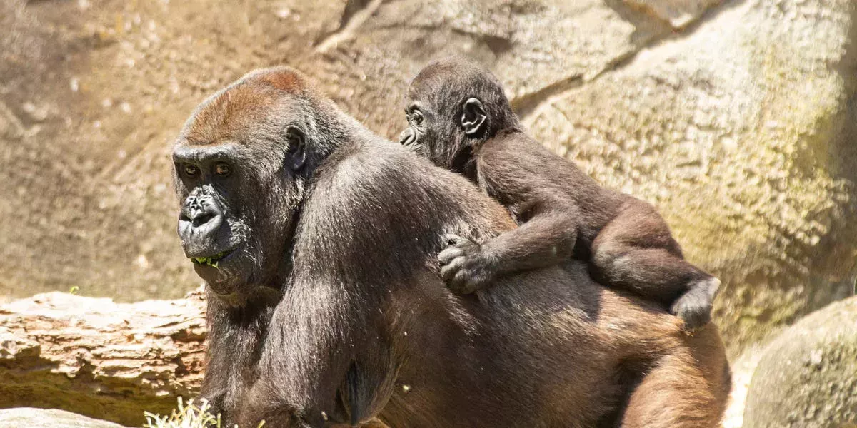 Más de una docena de gorilas han dado positivo en la prueba de COVID-19 en un zoo de Atlanta