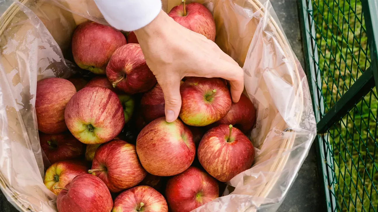 Tipos de manzanas: Roja, Verde y Amarilla