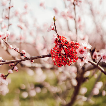 Céleste Sombrero ALOUETTE