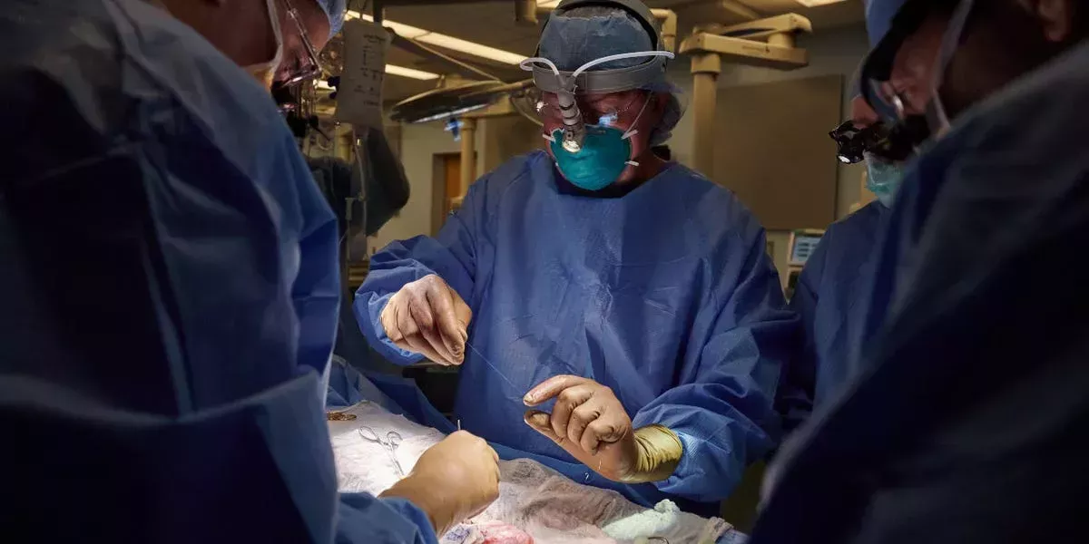 Vea cómo los cirujanos trasplantaron un riñón de cerdo a una persona muerta en una operación innovadora
