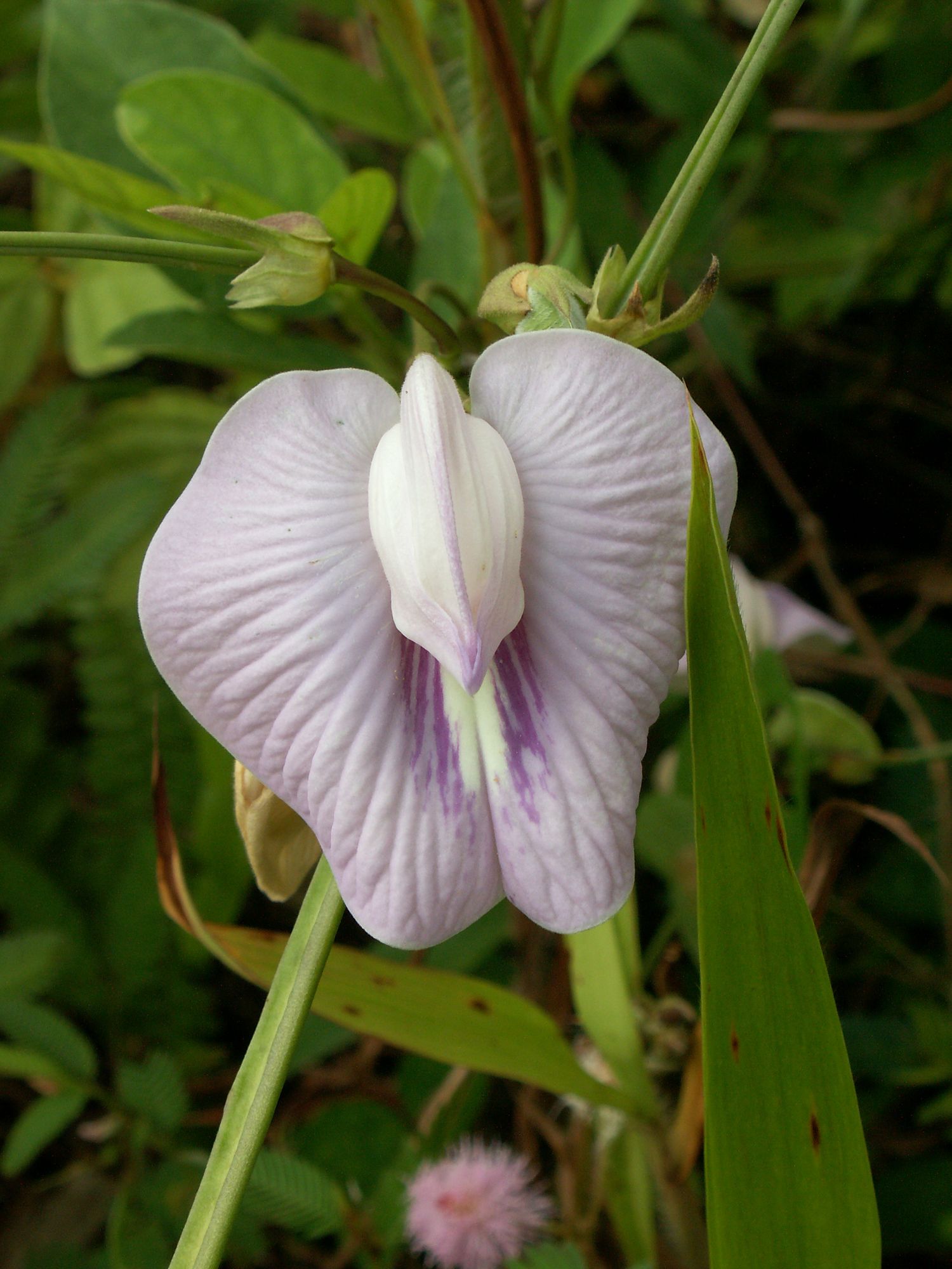 Todo lo que debe saber sobre el clítoris
