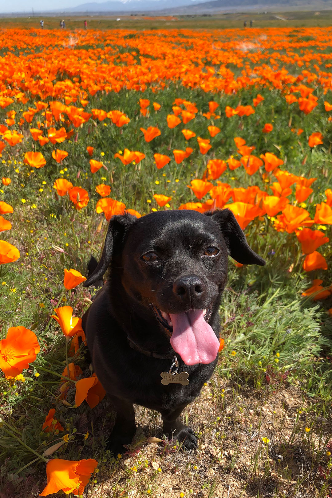 Dónde comprar comida para mascotas aprobada por Poosh