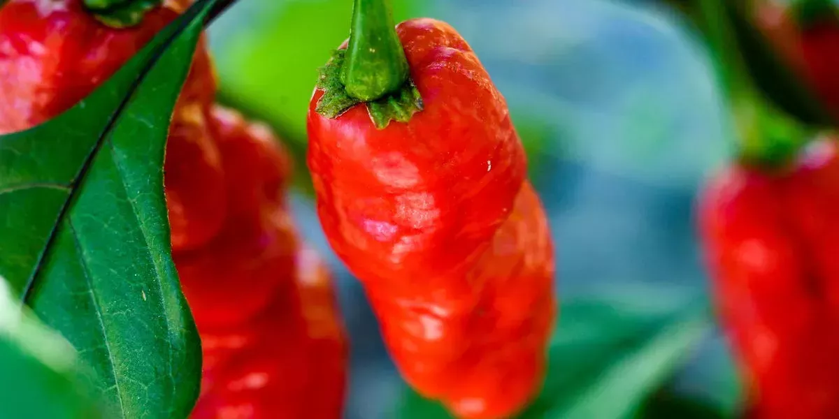 Varios estudiantes de secundaria de California habrían sido hospitalizados tras participar en el picante "One Chip Challenge" de las redes sociales