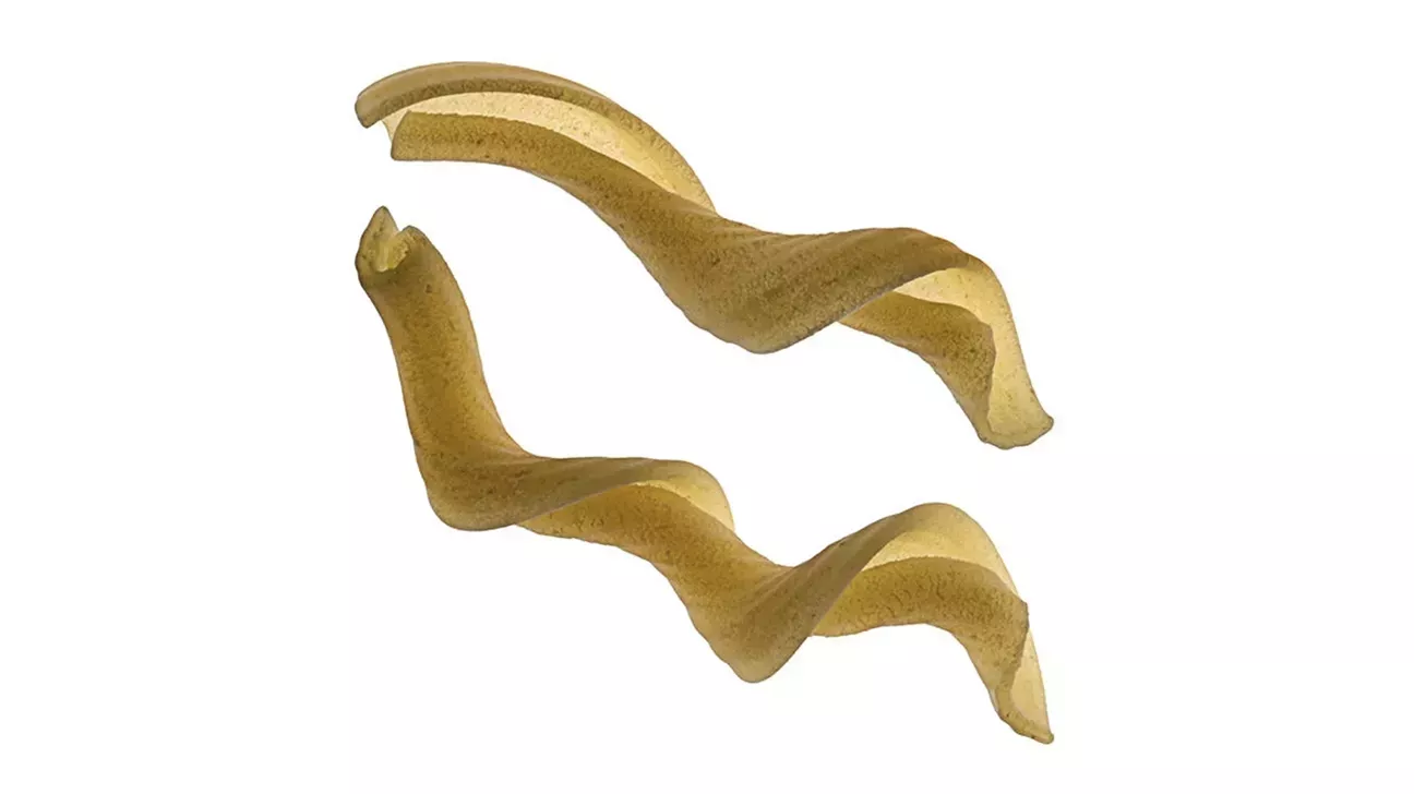 Tipos de pasta: Una guía completa, fotos y salsas perfectas