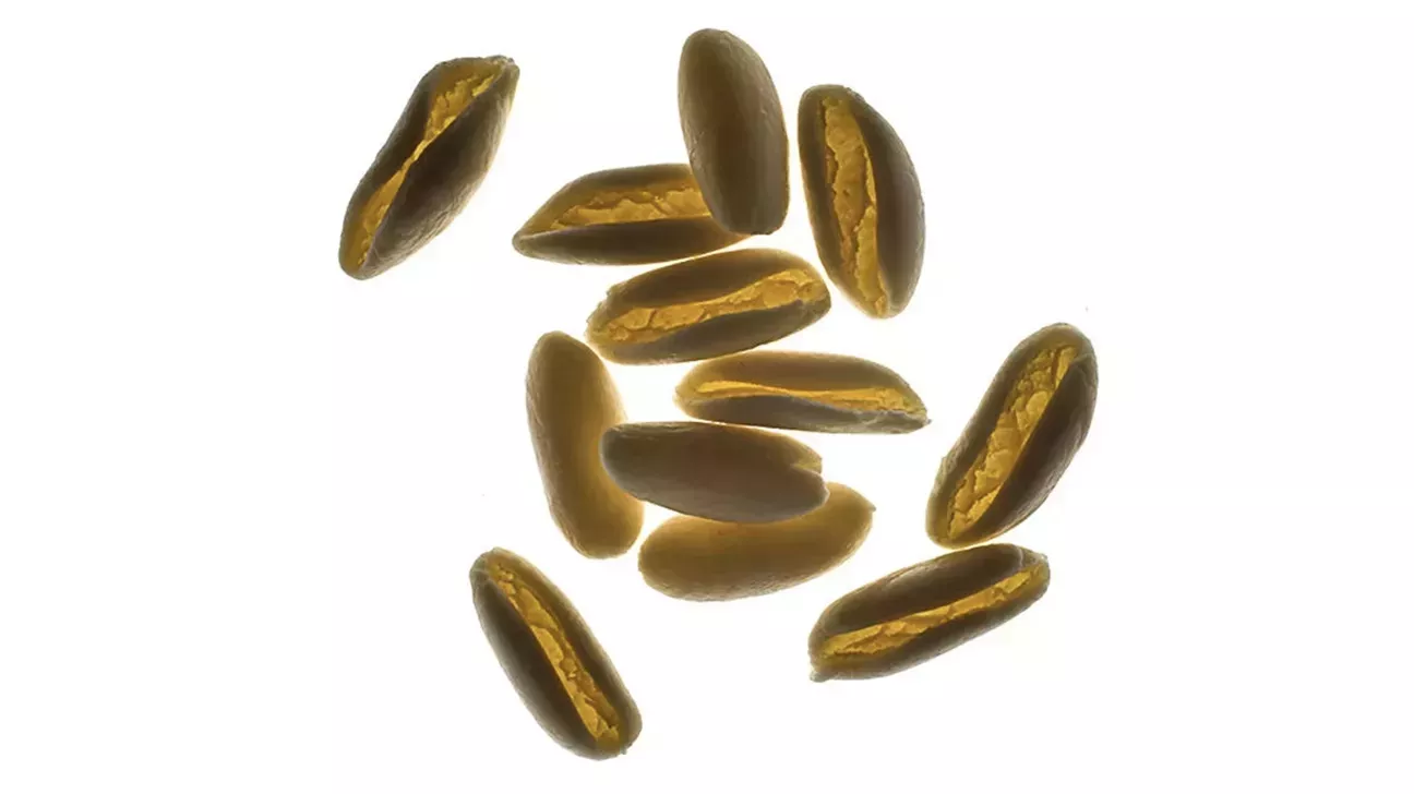 Tipos de pasta: Una guía completa, fotos y salsas perfectas