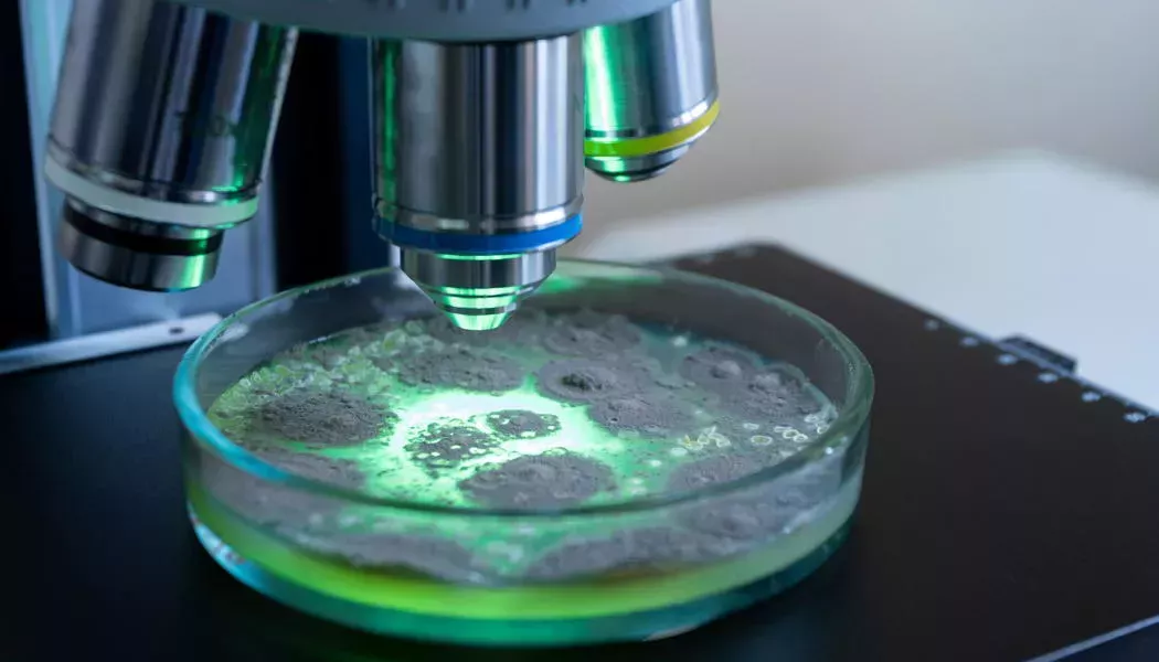 Microbioma, fermentación: ¡2022 arroja una nueva luz sobre las bacterias!