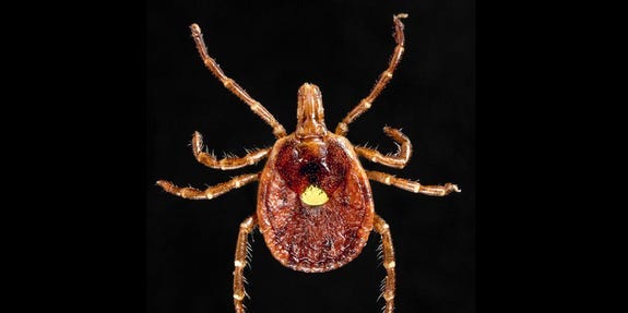Las picaduras de garrapata hacen que la gente sea alérgica a la carne