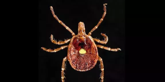 Las picaduras de garrapata hacen que la gente sea alérgica a la carne, y los expertos dicen que los casos van en aumento