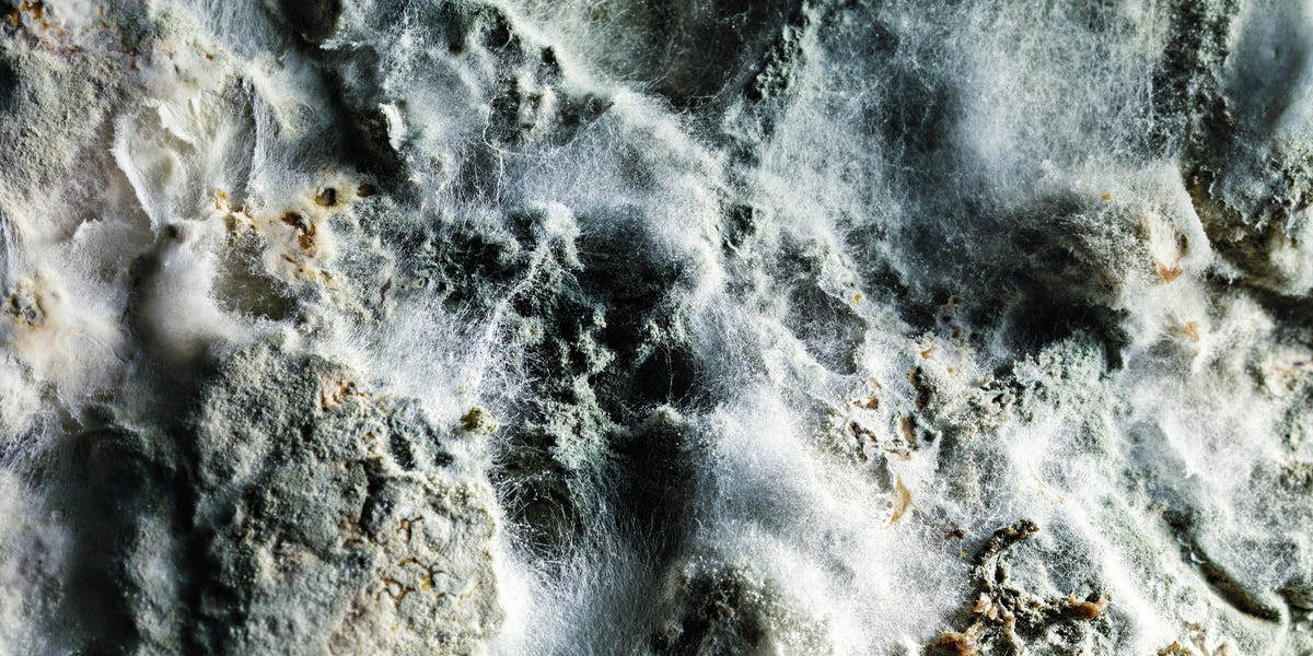 Los científicos afirman que la gente está enfermando por el moho