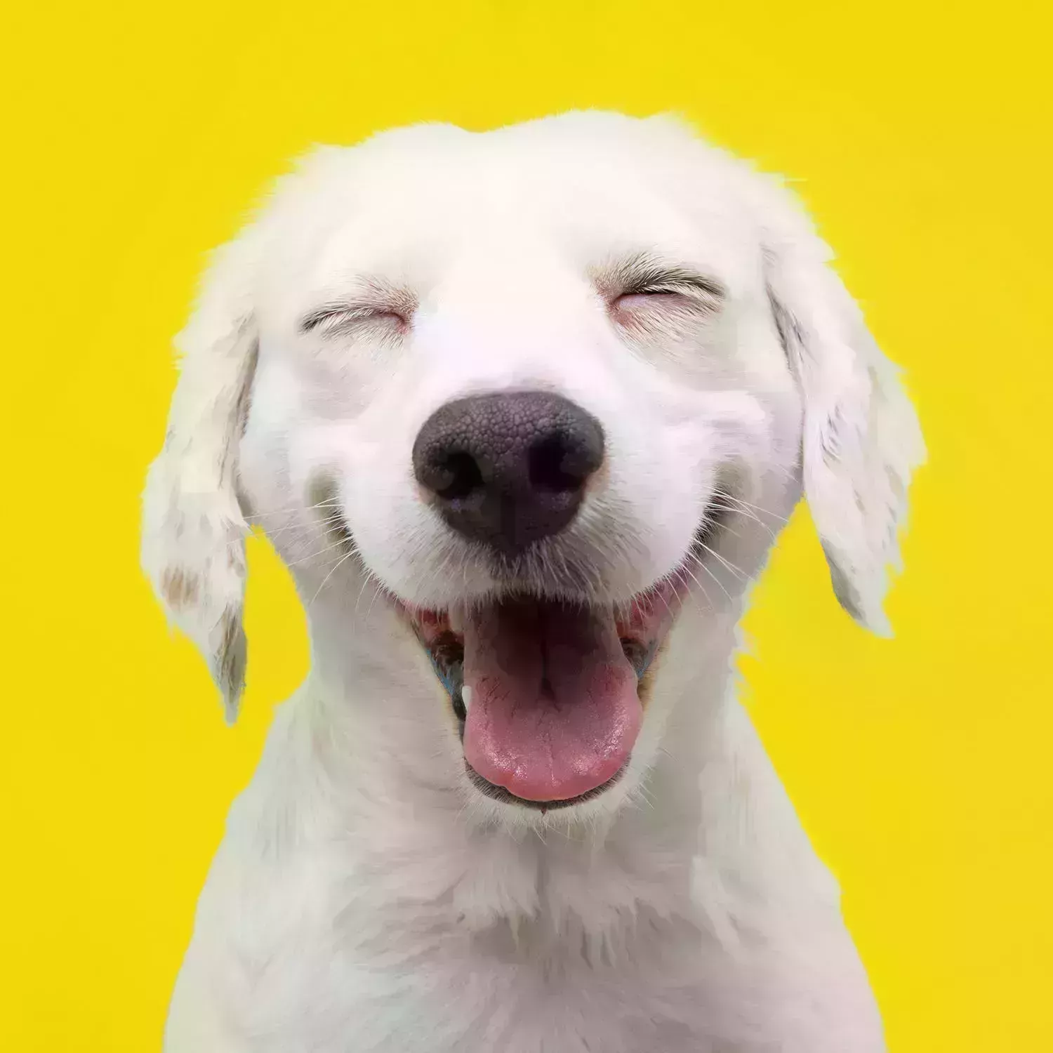 Encuentre su alegría con nuestro Reto de la Felicidad de 14 días