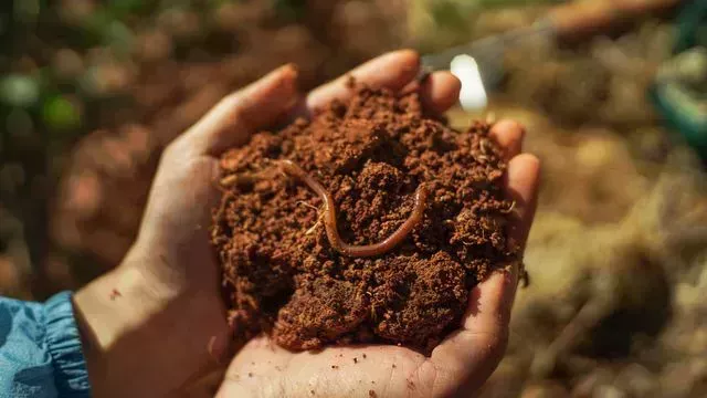 jumping worms fertile soil with earthworm