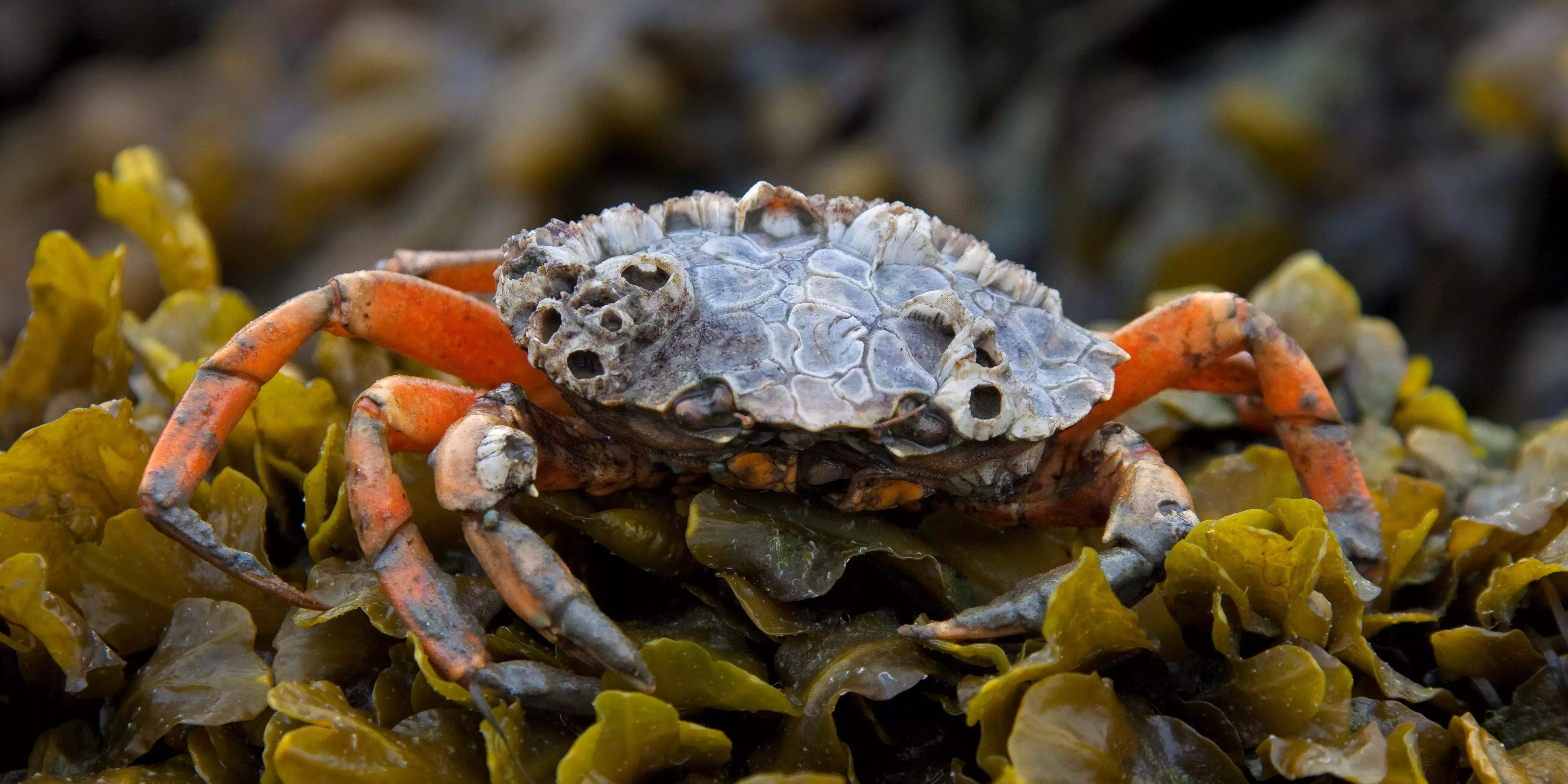 Una destilería estadounidense está convirtiendo cangrejos verdes invasores en whisky, y la gente dice que sabe como un 