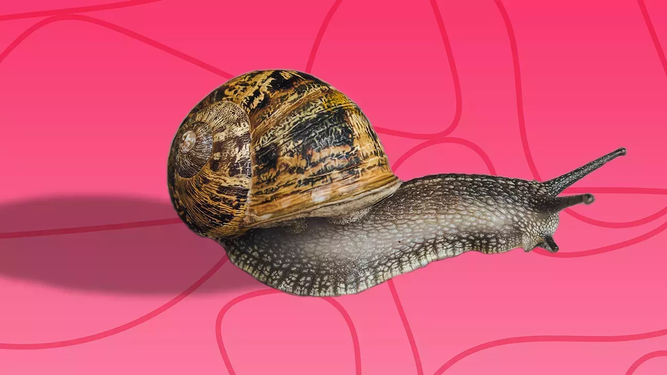 El caracol: Por qué el cuidado de la piel con caracoles es genial