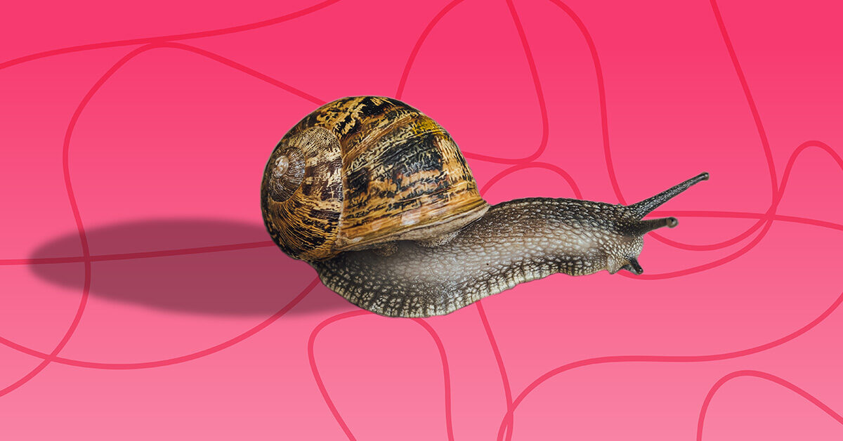 El caracol: Por qué el cuidado de la piel con caracoles es genial