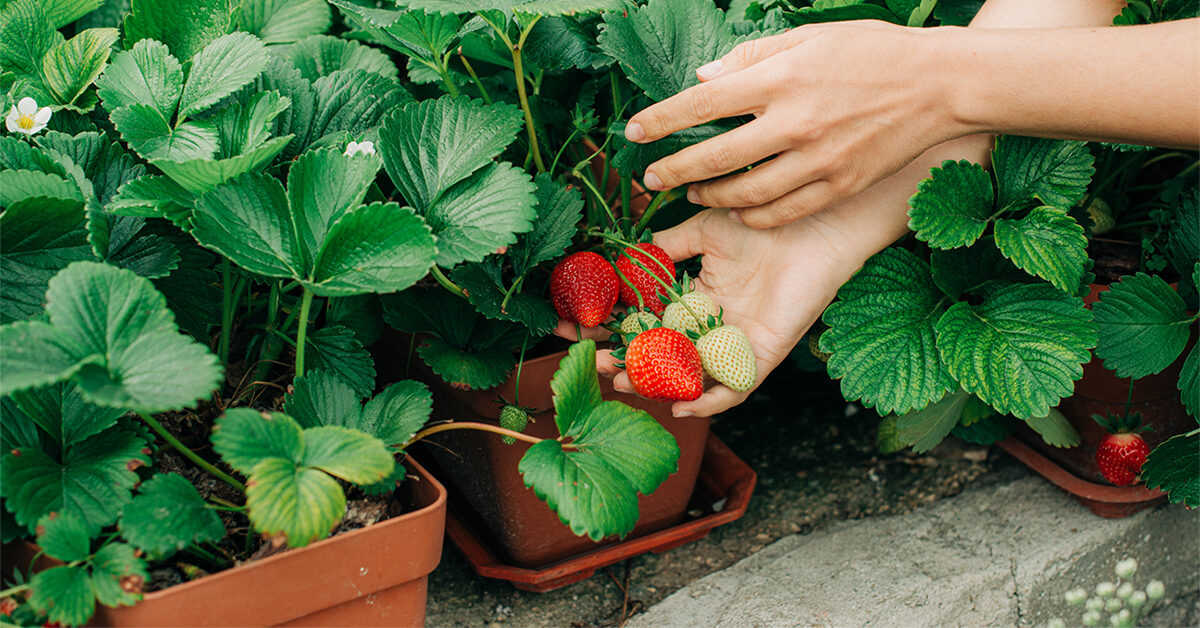 Los *buenos* beneficios de las hojas de fresa