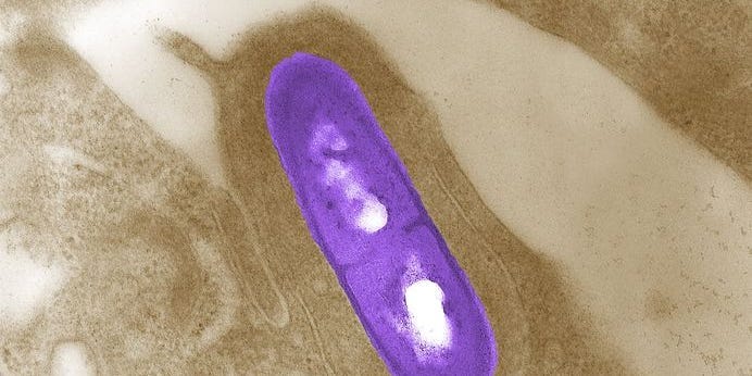 Los CDC dan la voz de alarma ante el misterioso brote de listeria en Estados Unidos