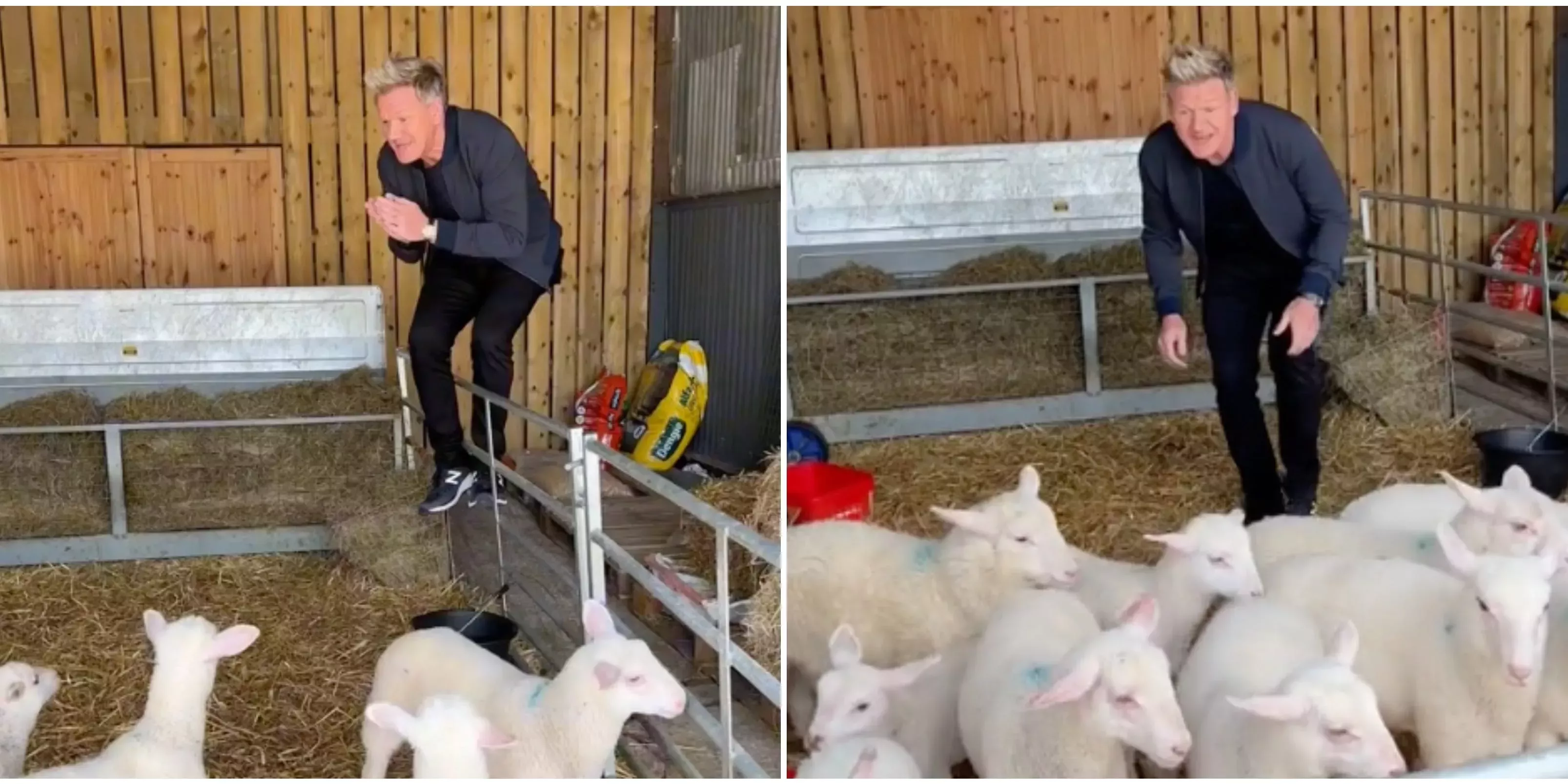 Los espectadores de TikTok arremeten contra Gordon Ramsay por el vídeo viral en el que aparece seleccionando un cordero para sacrificarlo como alimento