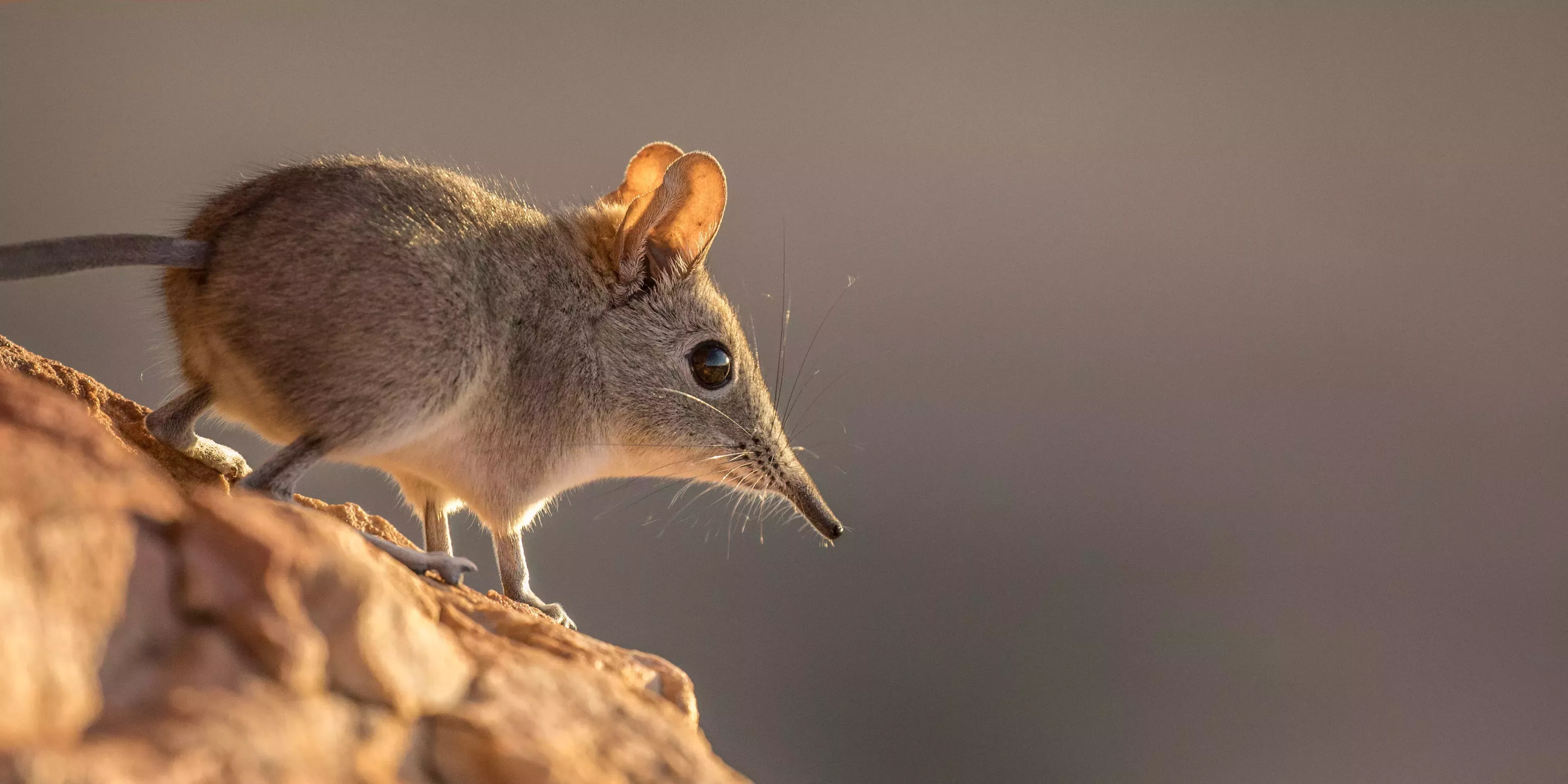 Un nuevo virus en China desató el pánico tras saltar de las musarañas a los humanos, pero los expertos dicen que probablemente no sea tan preocupante como el COVID. He aquí el motivo.