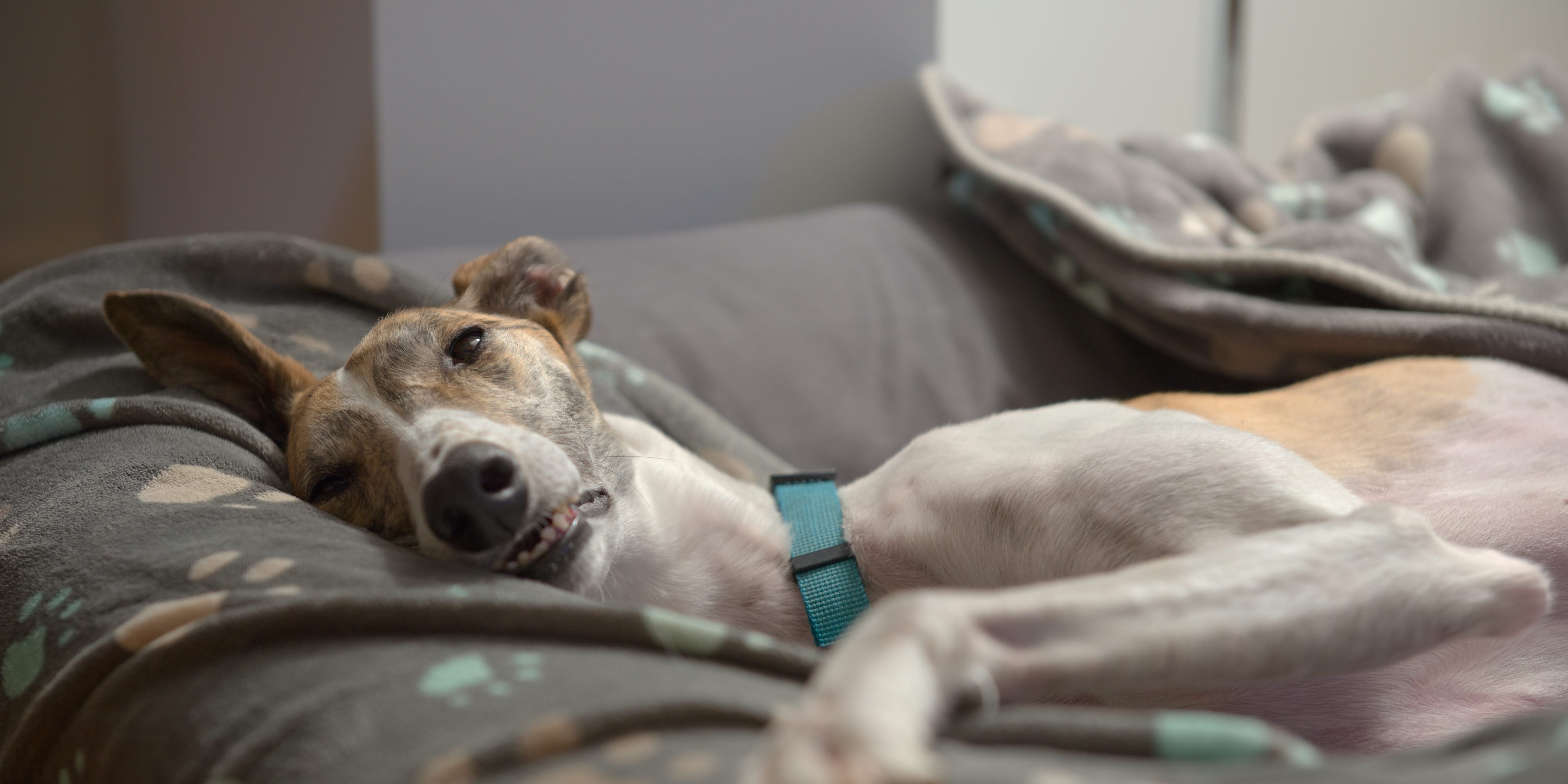 Un perro ha dado positivo en la prueba de la viruela del mono