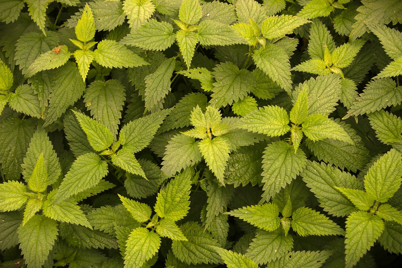 ¿Cómo arreglar el pelo quemado por las mechas?