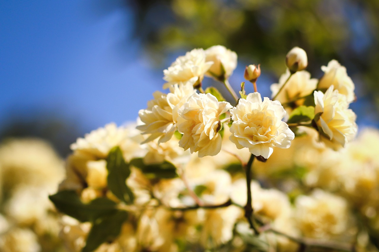 ¿Cómo se llama Yasmín inglés?