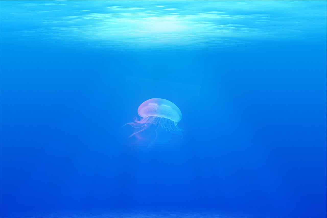 ¿Cuál es la medusa más bonita?