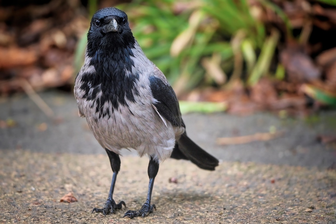 ¿Qué quiere decir estar escaldado?