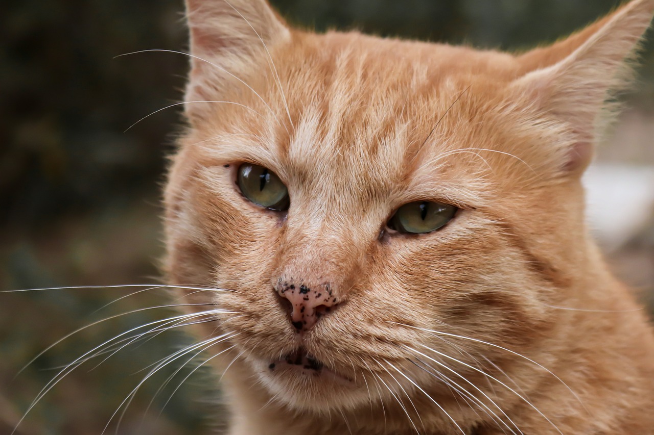 ¿Cómo deshacerse de los puntos en la nariz?