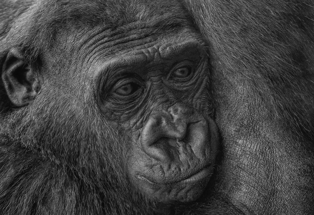 ¿Cómo hacerse un moño bajo informal? ¿Cómo hacerse un moño bajo informal?