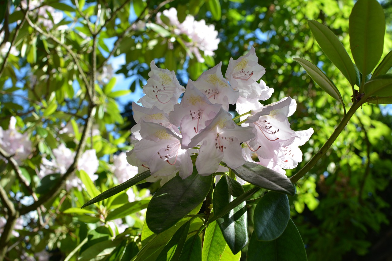 ¿Cómo es la regla con Azalia?