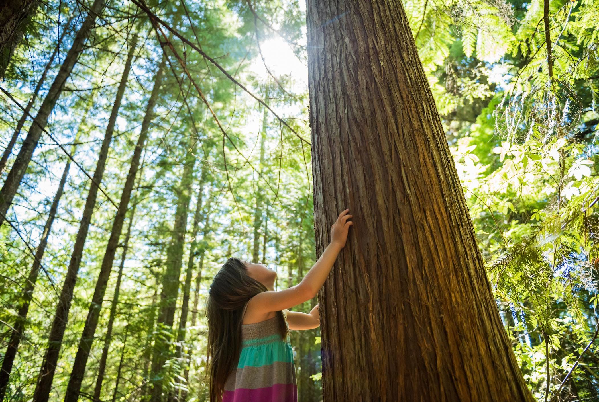 ¿Enviaría a sus hijos a una escuela forestal?